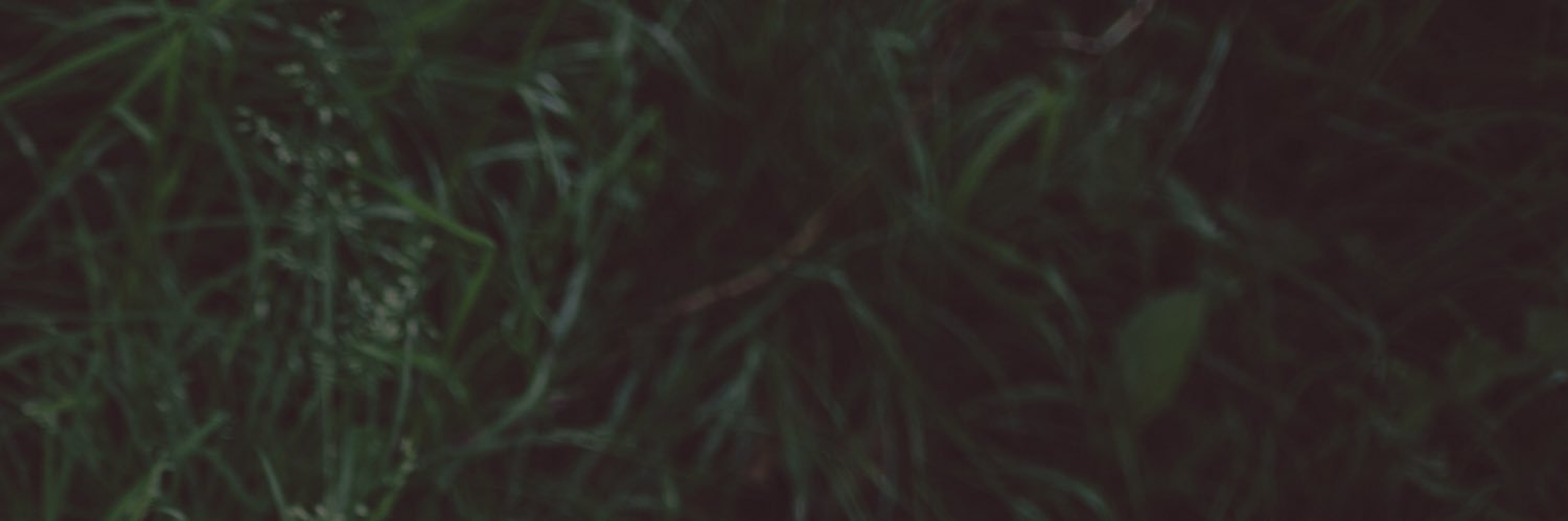 Long Beard banner