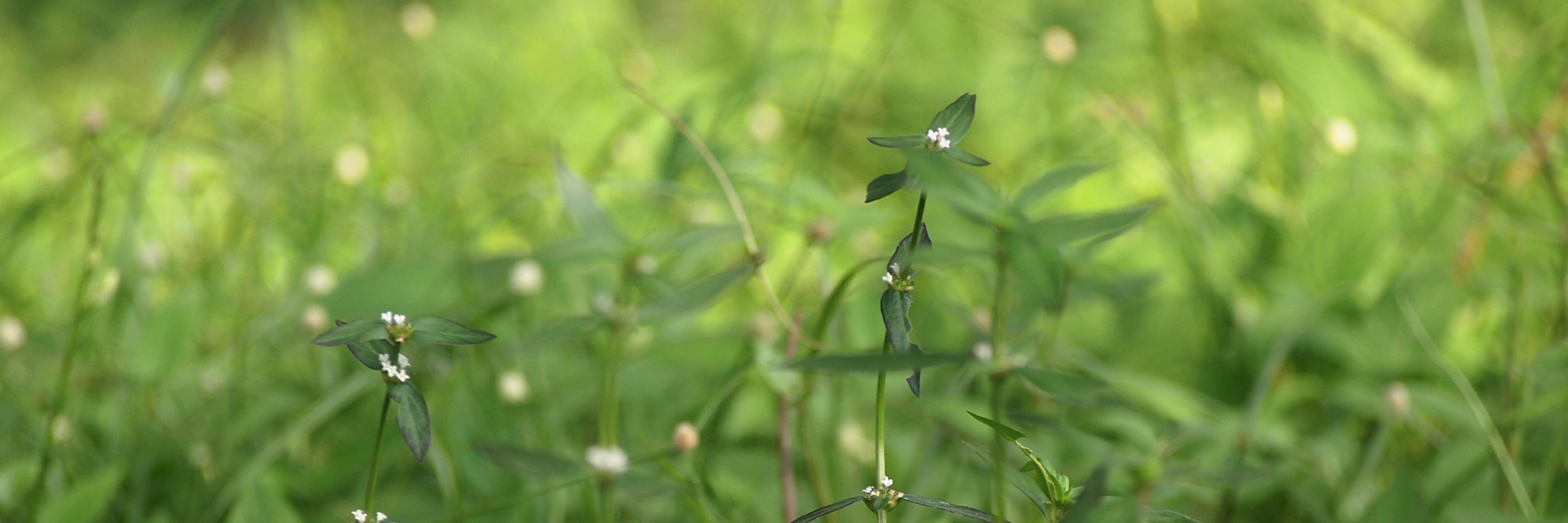 OGardener's profile banner image