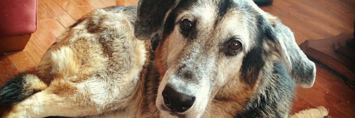 Amanda Hoskin banner