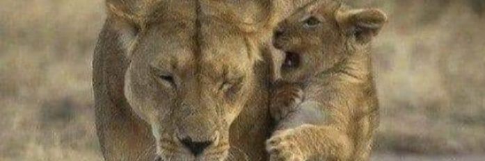 MyChimpMunk's profile banner image