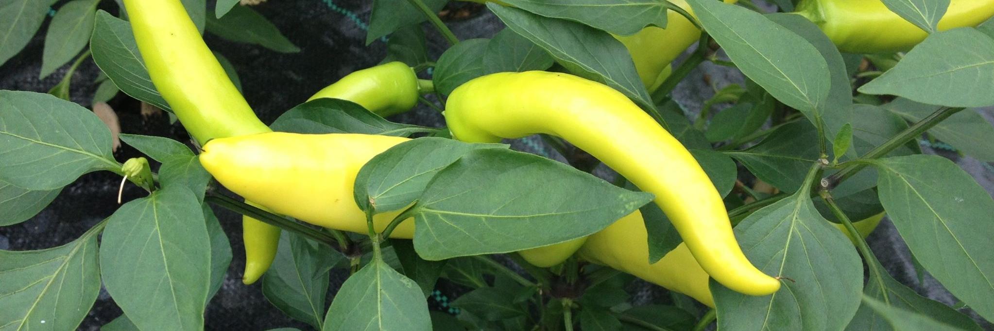 Cornish Chillies banner