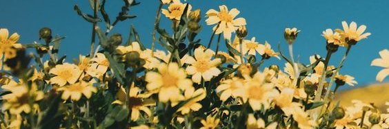 _desdlna's profile banner image