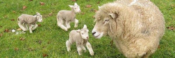 ベリー 🌟٩(๑❛ᴗ❛๑)۶🌟 banner