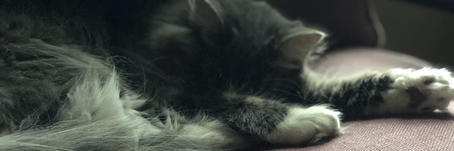 moquin_maddie's profile banner image
