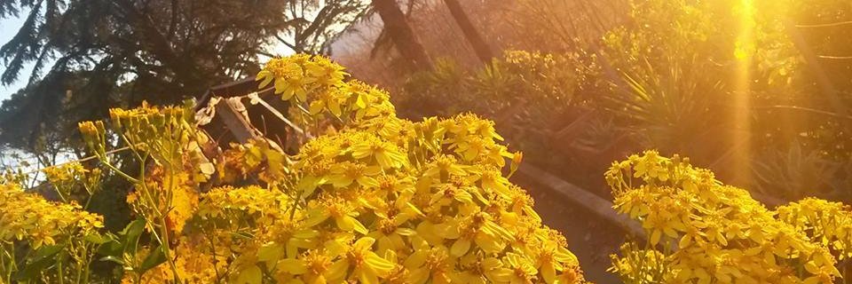 piuma155's profile banner image