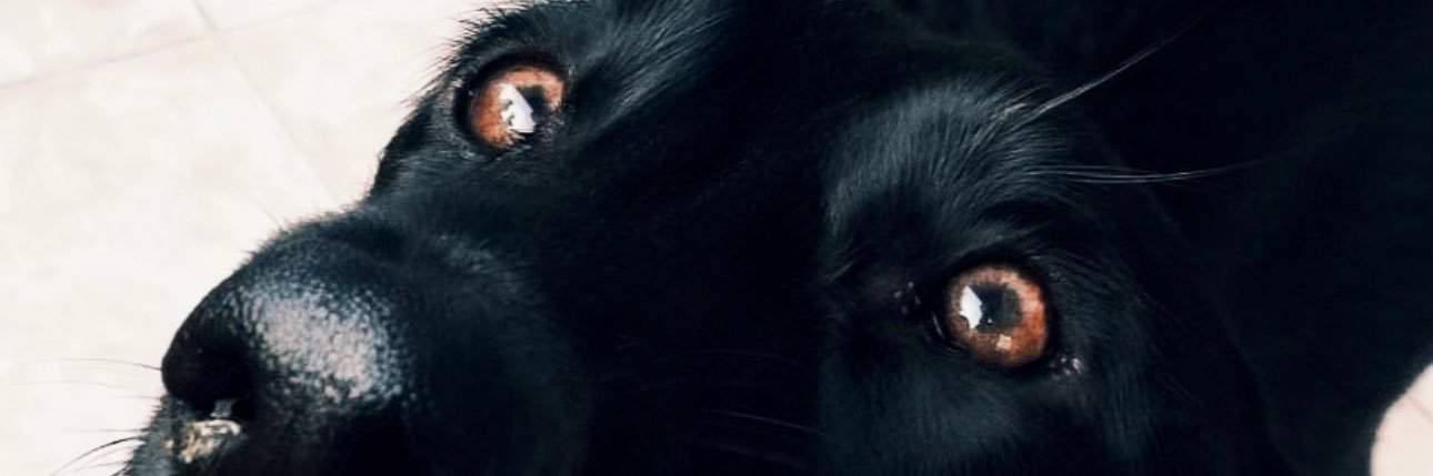 Lydi banner