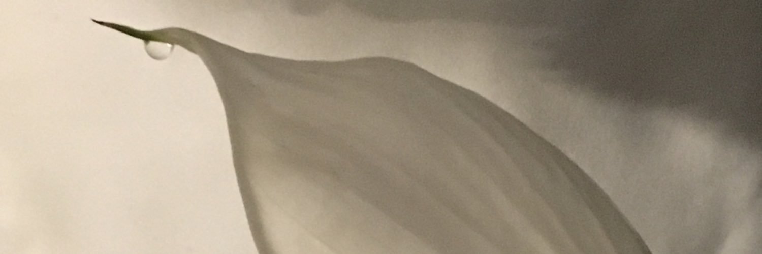 PsychedelicShe's profile banner image