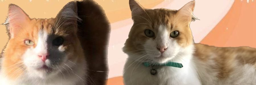 blanco9214's profile banner image