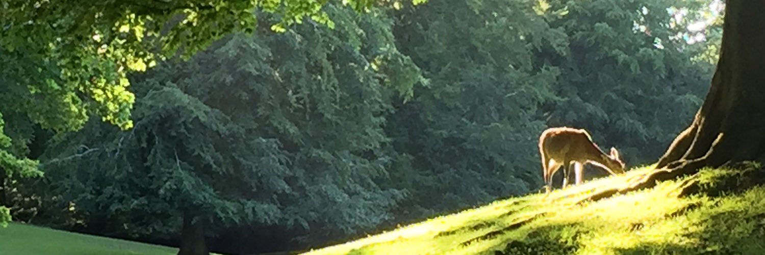 jumpravendk's profile banner image