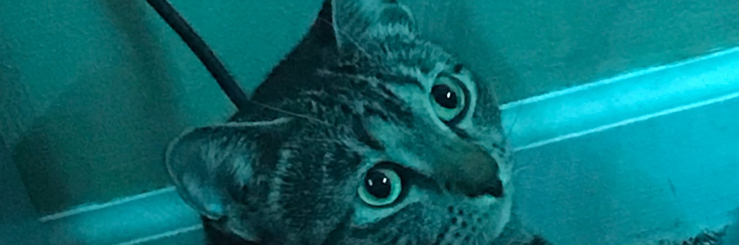 KelsWendt's profile banner image