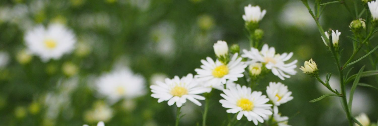dina_faiza's profile banner image