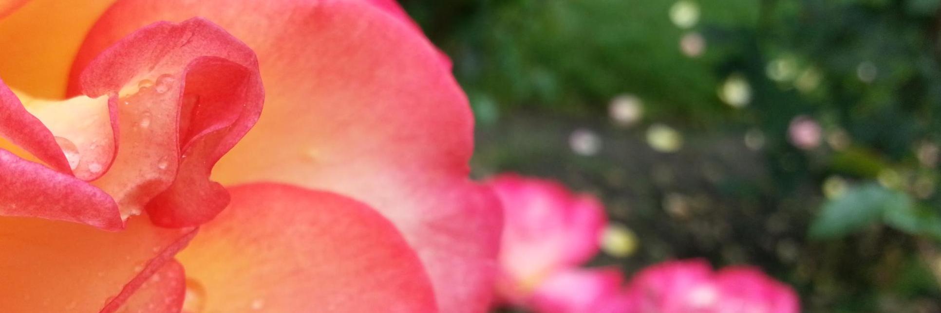 MissJessMercado's profile banner image