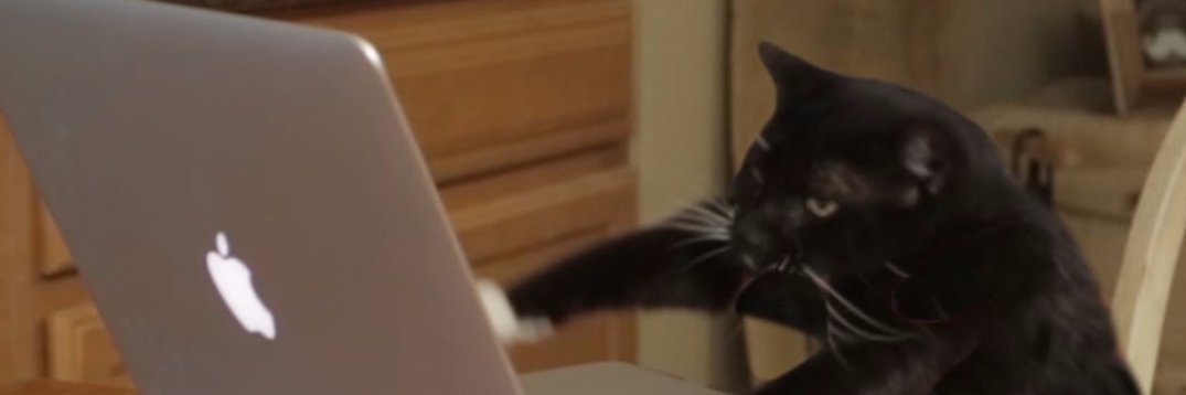 Gatos Gone Wild banner