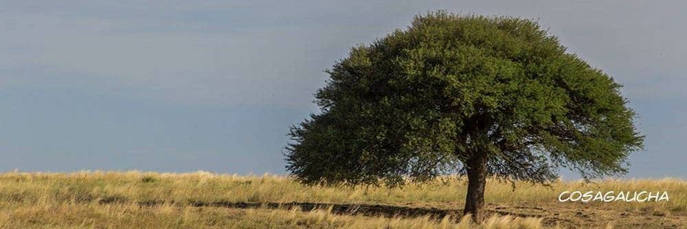 Juan Pablo // Gaucho pampeano. banner