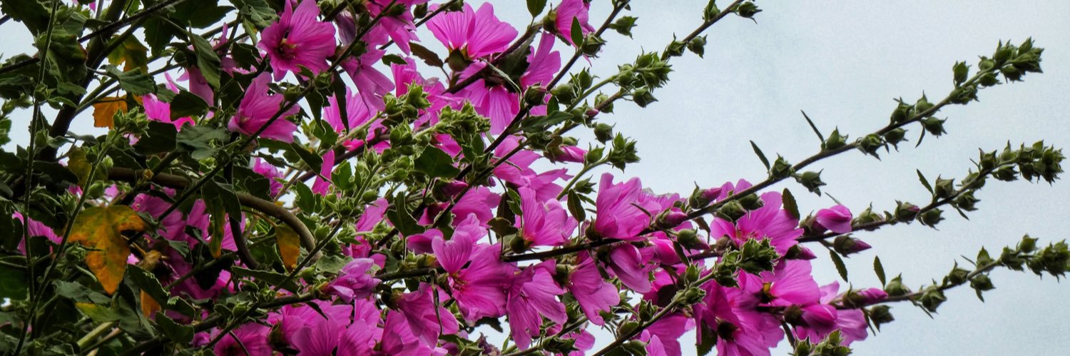clemtfn's profile banner image