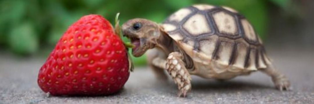 TryingTurtle's profile banner image