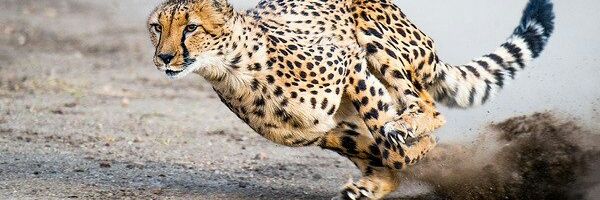 Muitaime's profile banner image