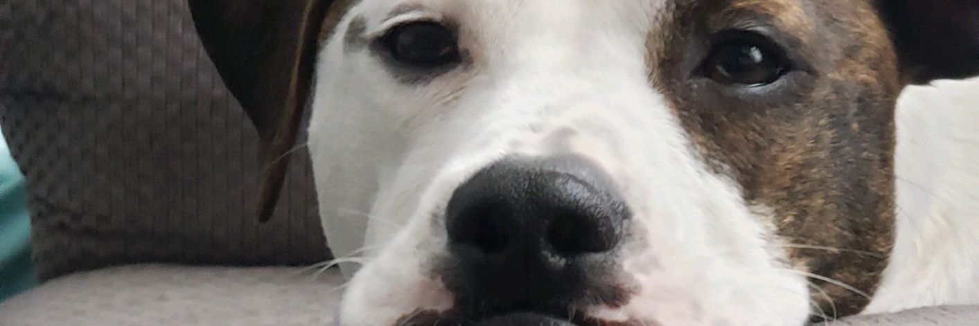 BechardBob16's profile banner image