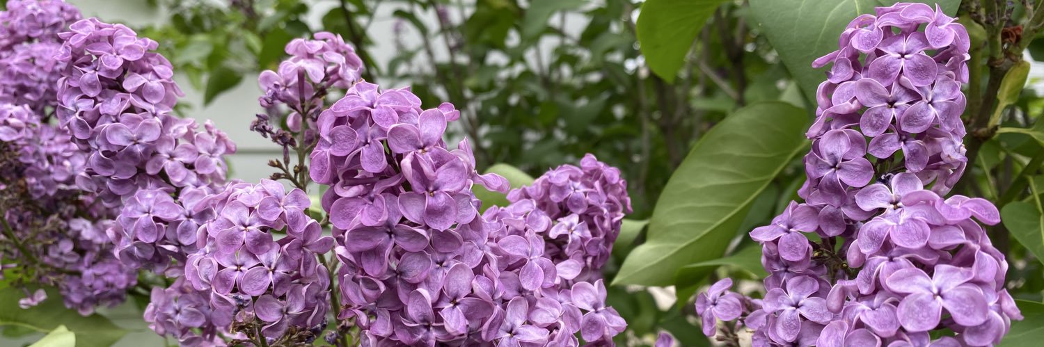 Penny Hathaway banner