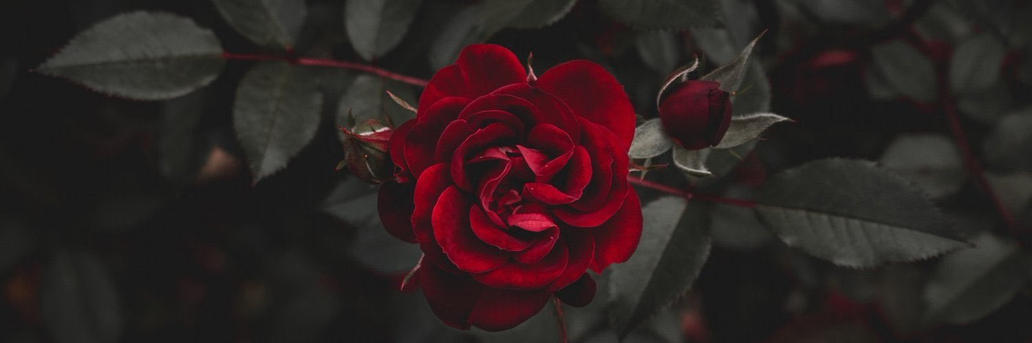 rafat_raghda's profile banner image