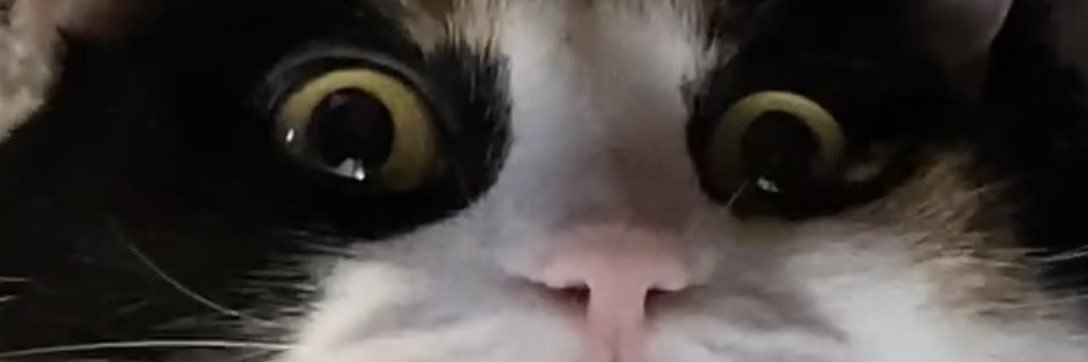 reallyrosa's profile banner image