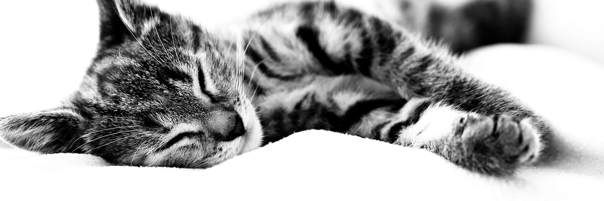 desatendida's profile banner image