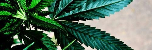 NoQuePeraQueNo's profile banner image