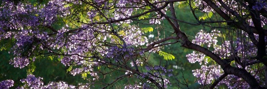 Campestre Churubusco banner