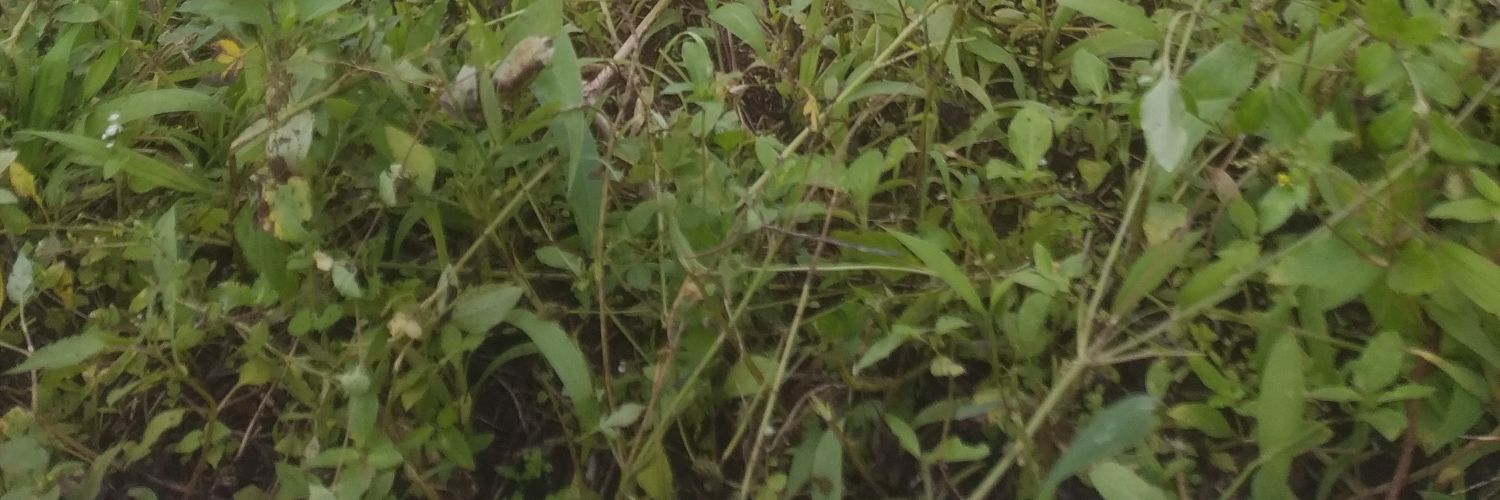 RahitRich's profile banner image