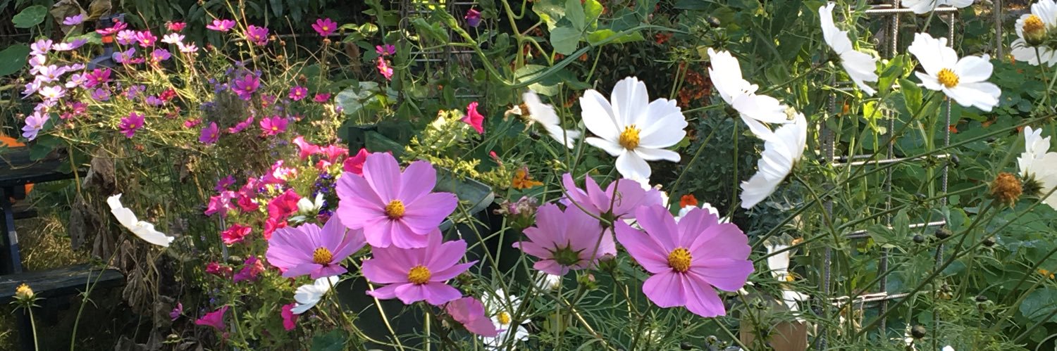 🌱 M 🐝 🌈 banner