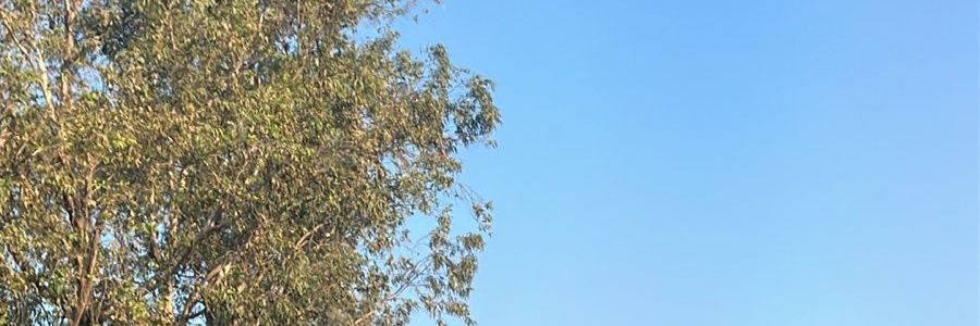 Yayi Alva banner