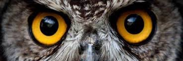 camu banner
