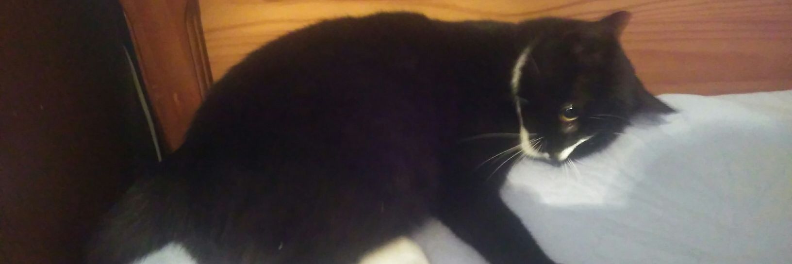 DarkBamboozler's profile banner image