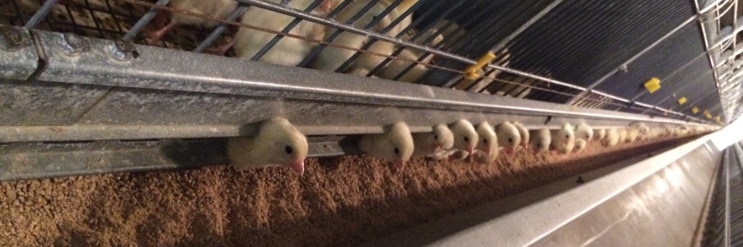 Ed Kleinsasser banner