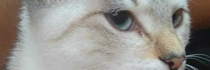Daniela_lagos's profile banner image