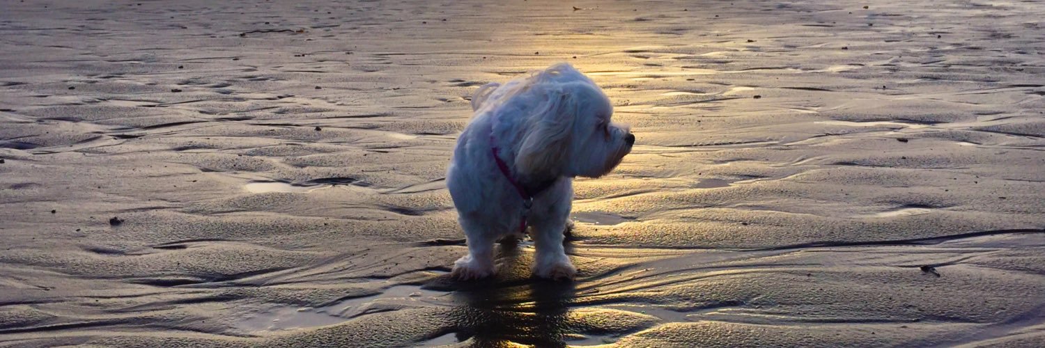 MissMollyDug's profile banner image