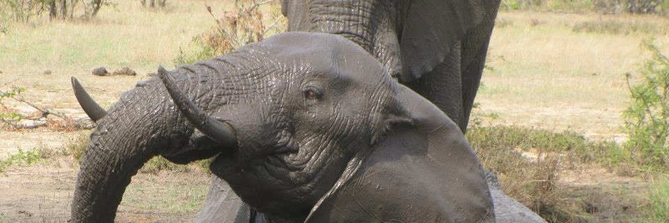 BeverleyGericke's profile banner image