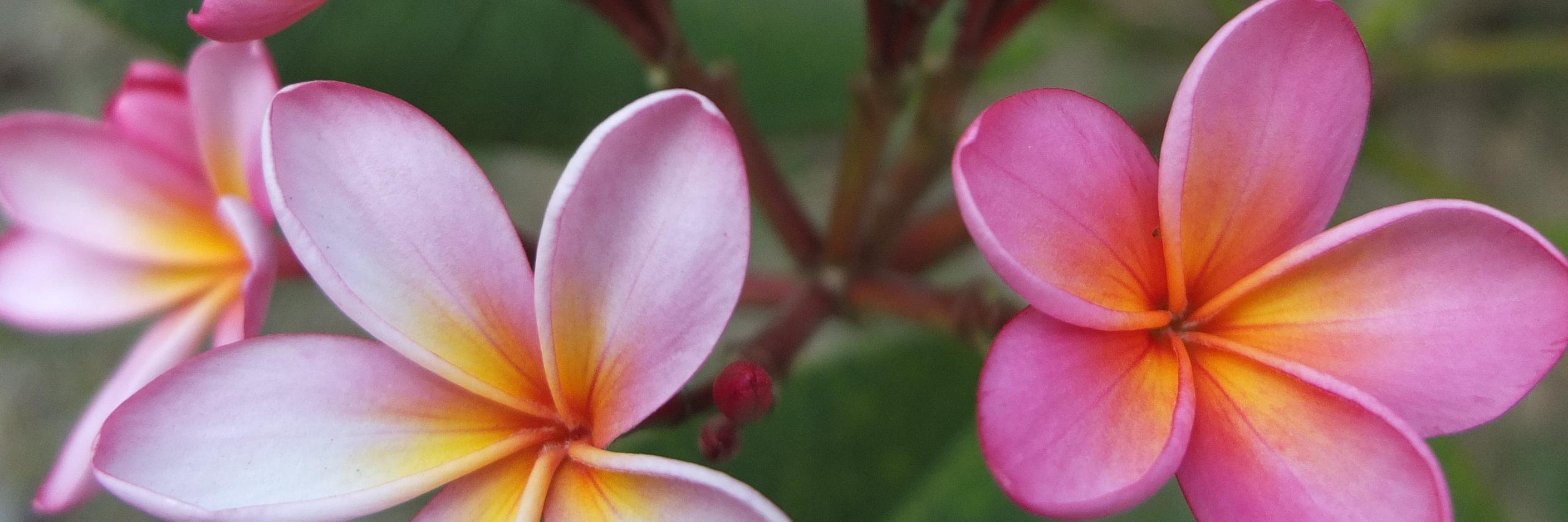 My Travel Stock banner