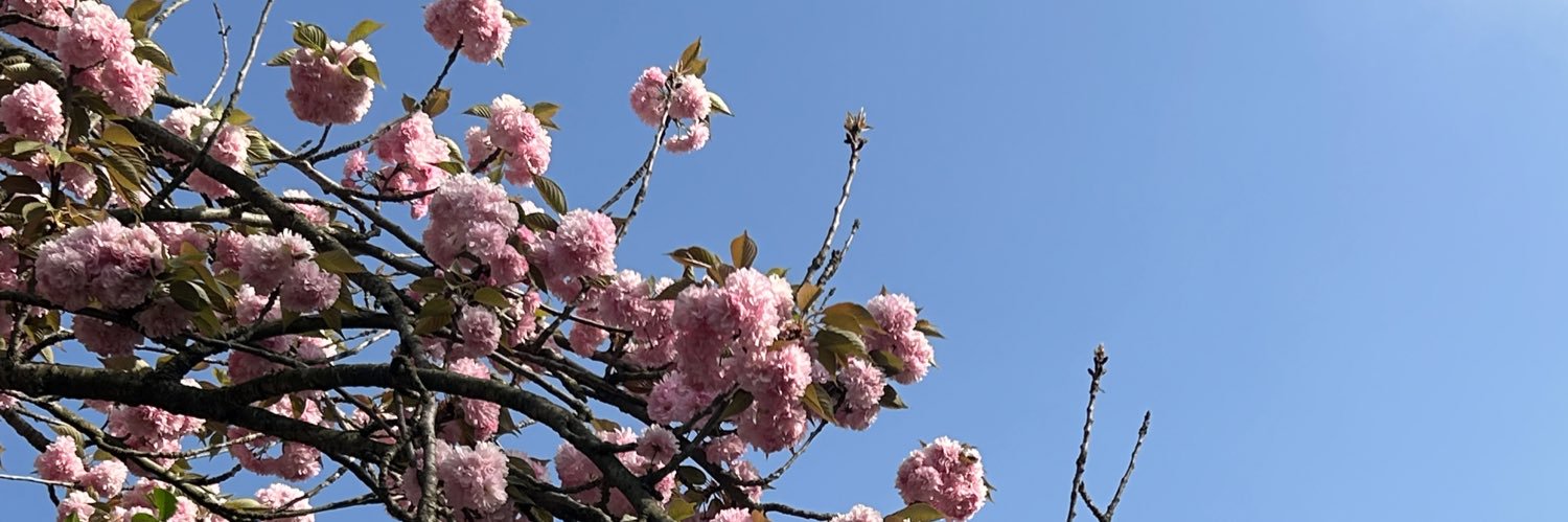 sakura1653's profile banner image