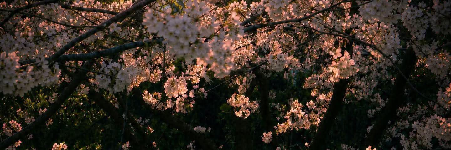 JacquotKate's profile banner image