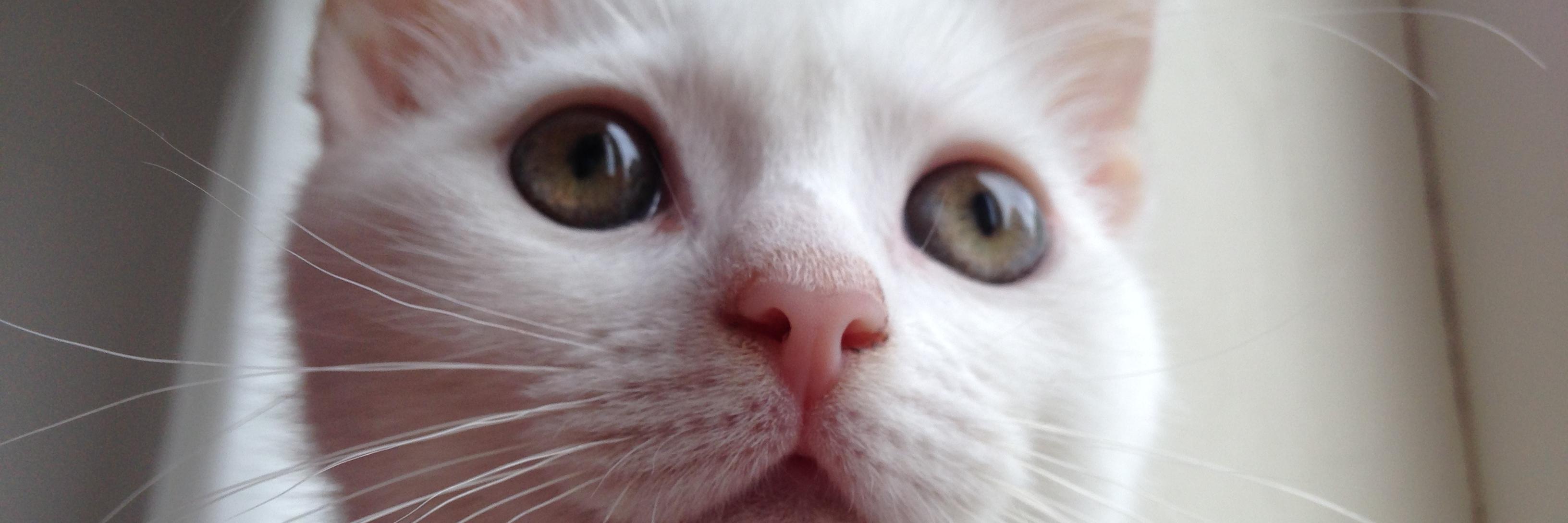 Zappa_the_cat's profile banner image