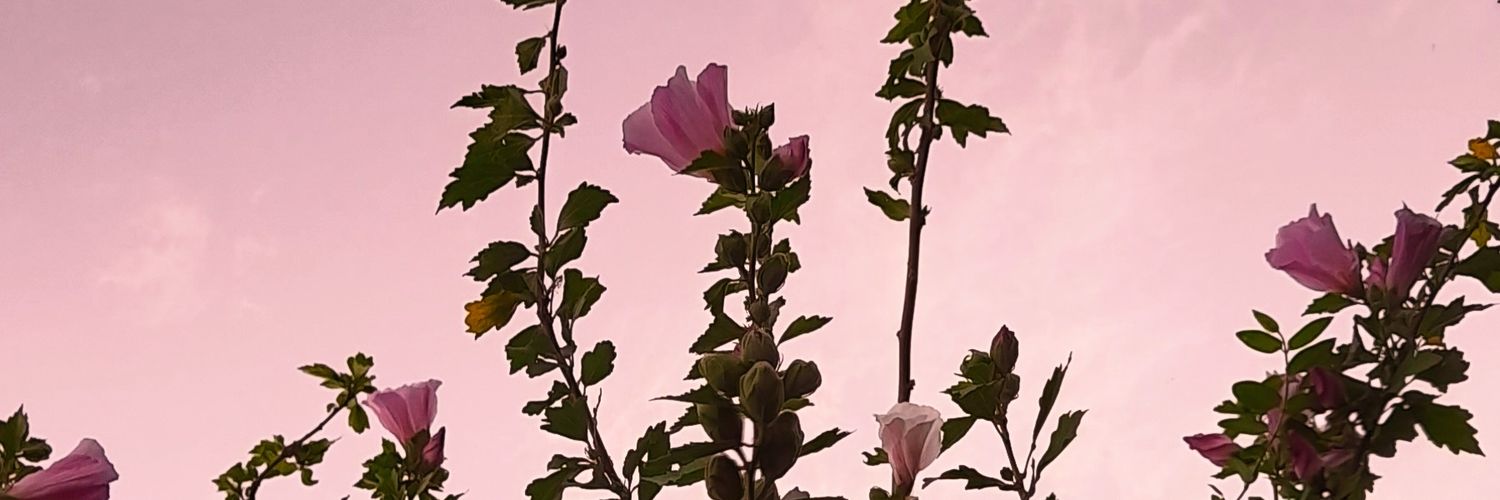 Lararay_'s profile banner image