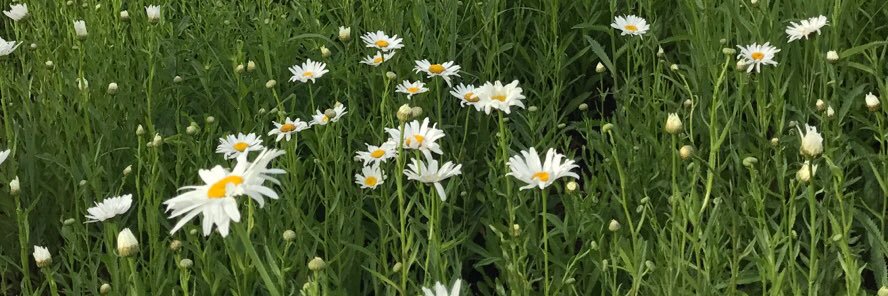 LesleysAReder's profile banner image