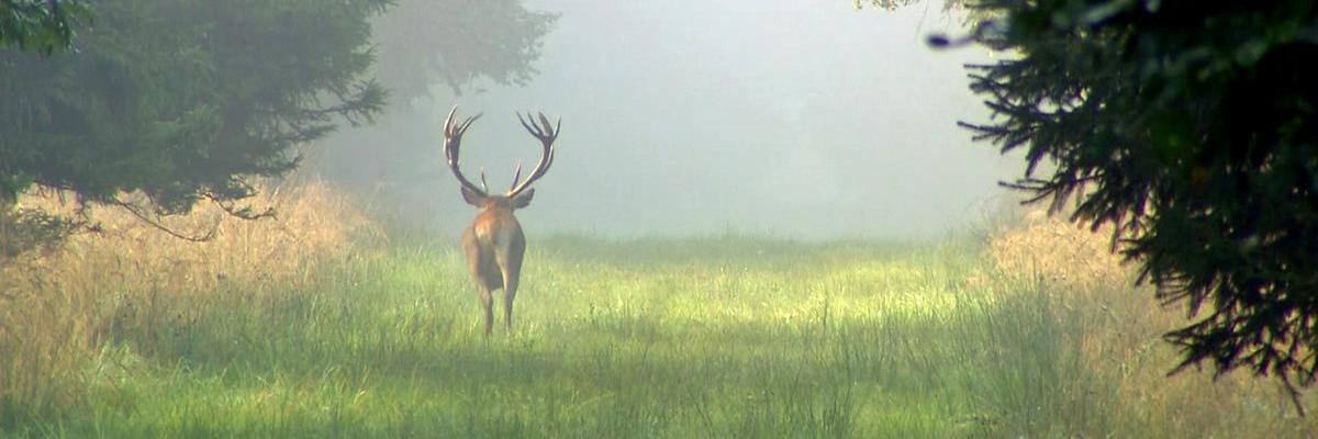 VERSWILD's profile banner image