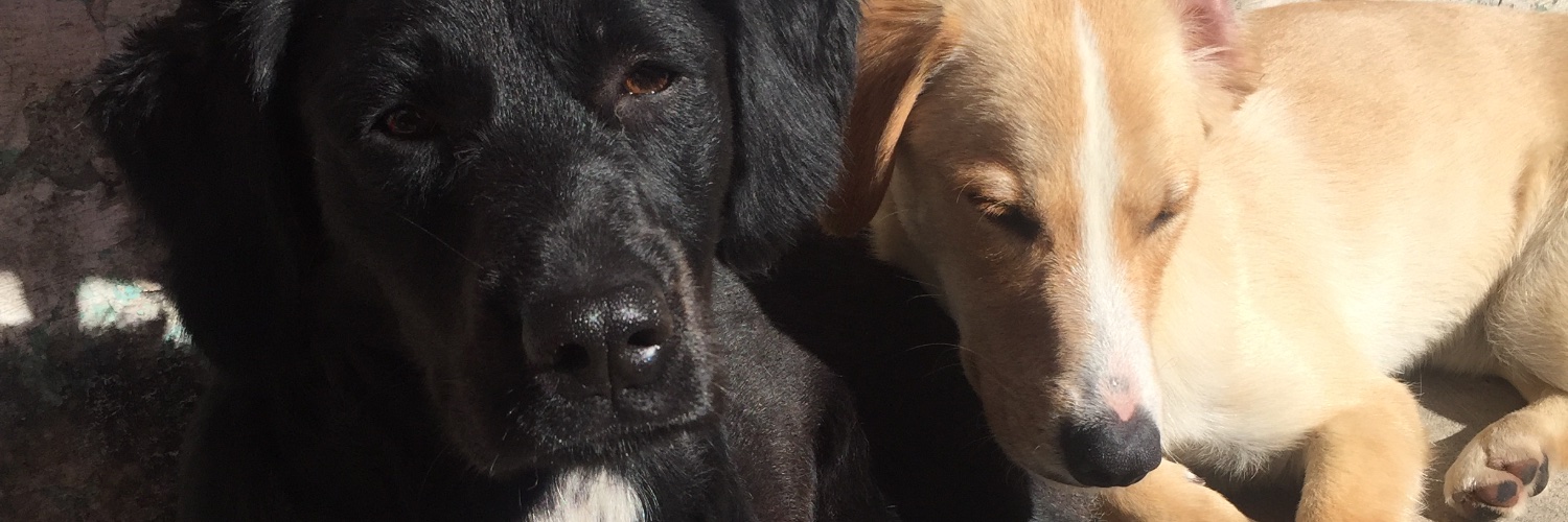 JamelliAndrade's profile banner image