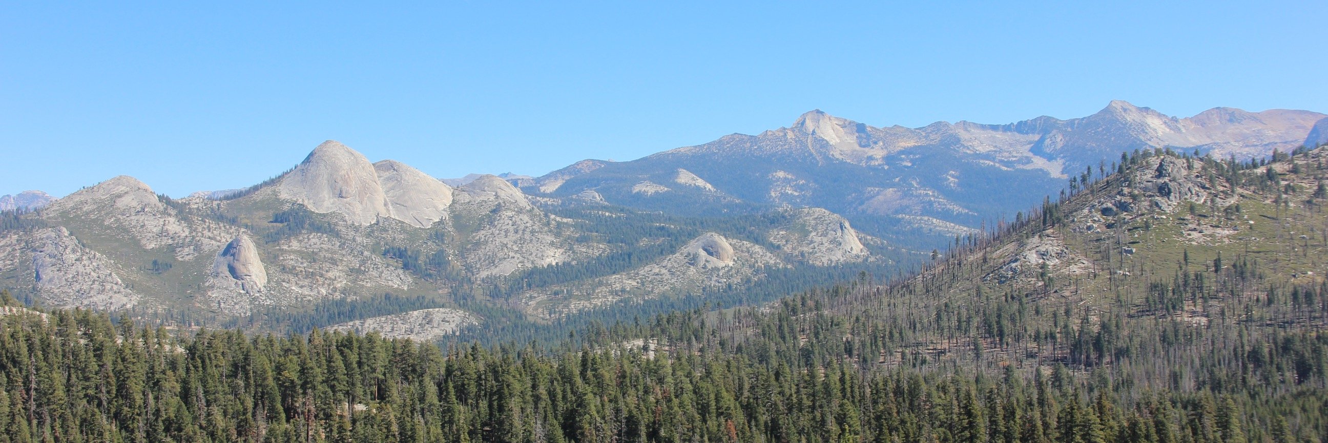 Diego Mazzone banner