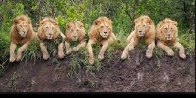 kingbddmarlow's profile banner image
