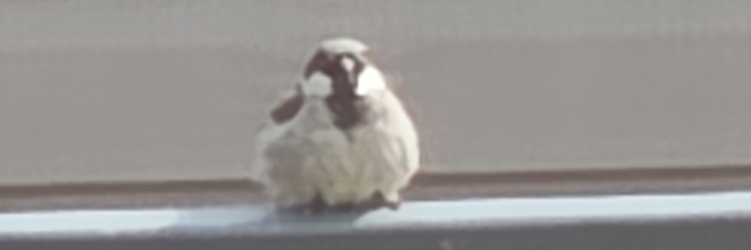 Cam0_1124's profile banner image