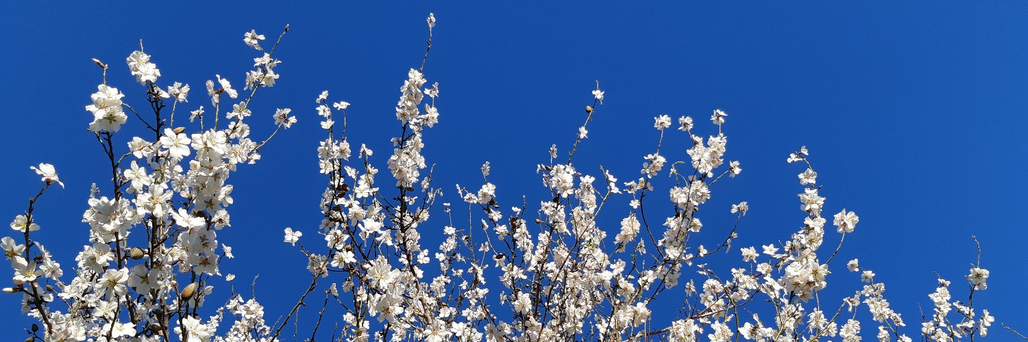 SEOAlectoris's profile banner image