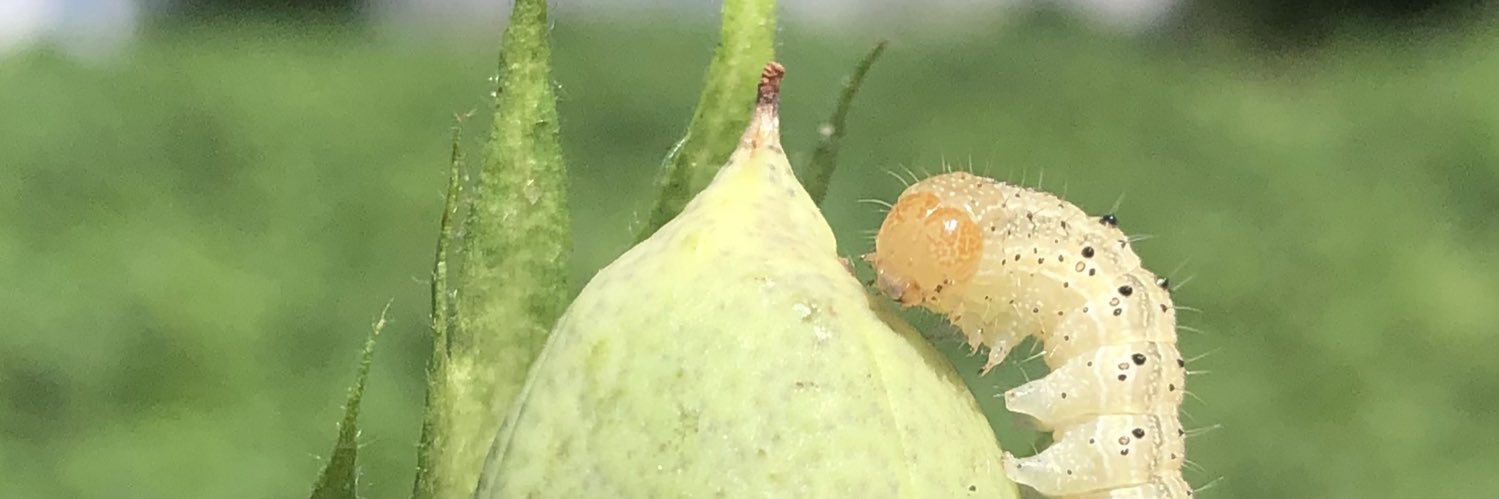 BugManBrett's profile banner image